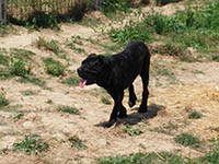 cane corso tigrato
